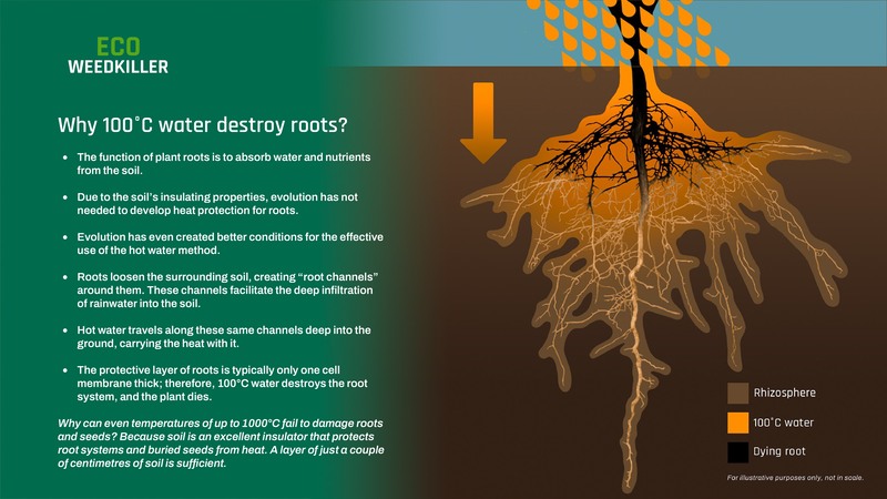 Diagram showing how hot water travels along root channels to destroy weed root systems